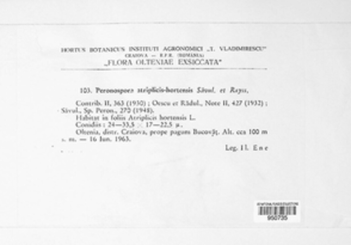 Peronospora atriplicis-hortensis image